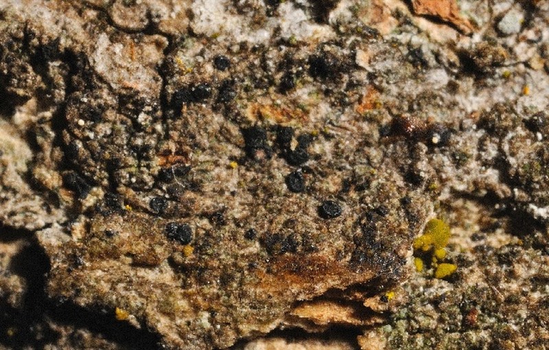 Bacidia vermifera