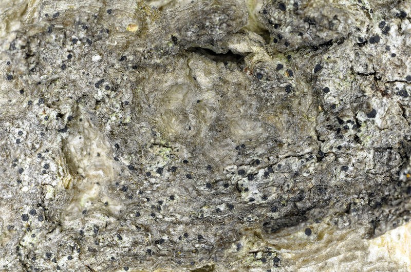 Bacidia vermifera photo 2