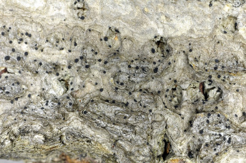 Bacidia vermifera photo 3