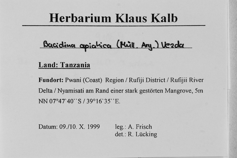 Bacidina apiahica