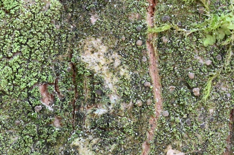 Bacidina arnoldiana