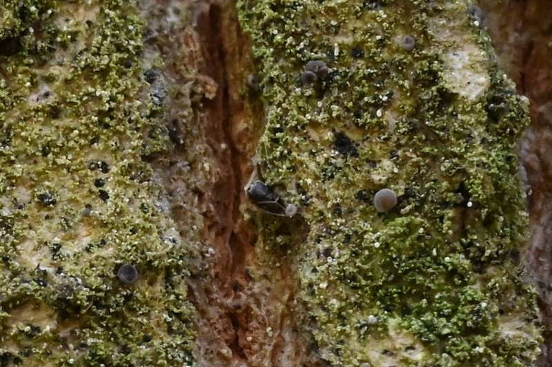 Bacidina arnoldiana photo 2