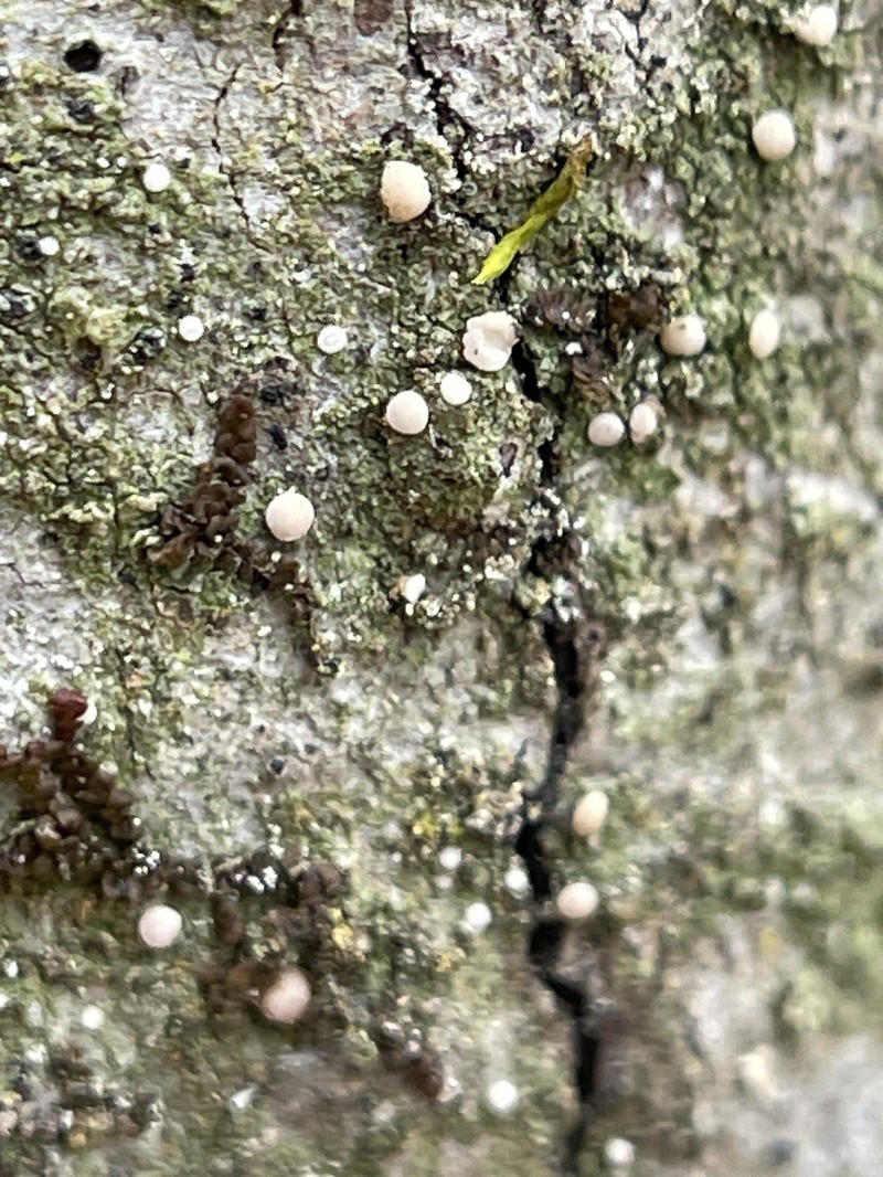 Bacidina californica photo 2
