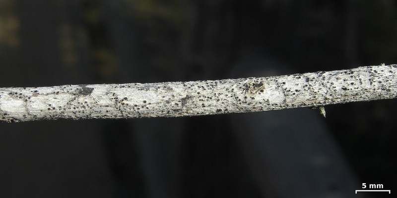 Bacidina californica photo 3