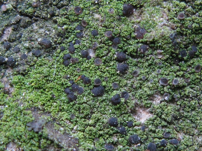 Bacidina egenula