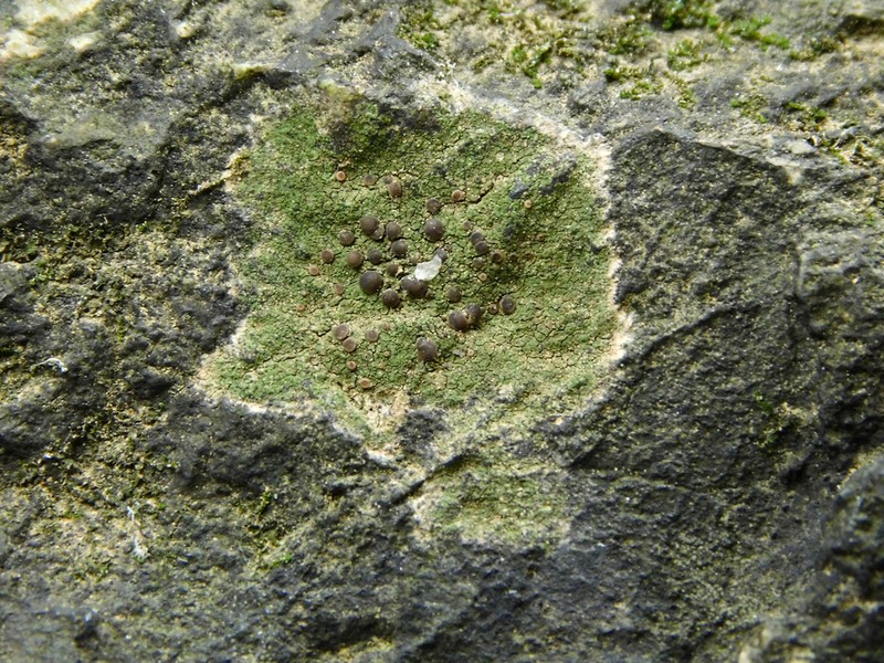 Bacidina egenula photo 2