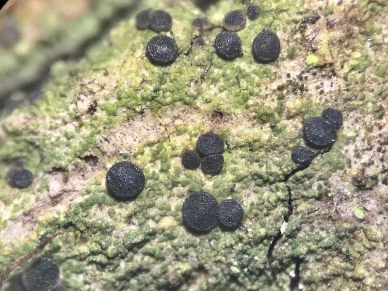 Bacidina egenula photo 3