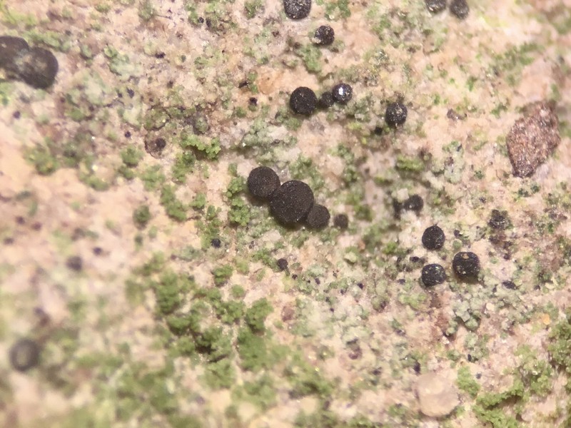 Bacidina egenula photo 5