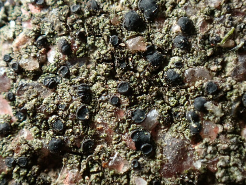 Bacidina egenula photo 6