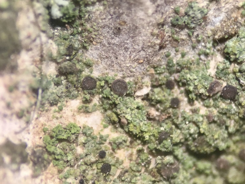 Bacidina egenula photo 8