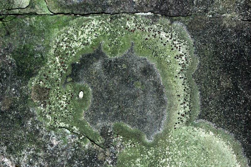 Bacidina egenuloidea photo 2