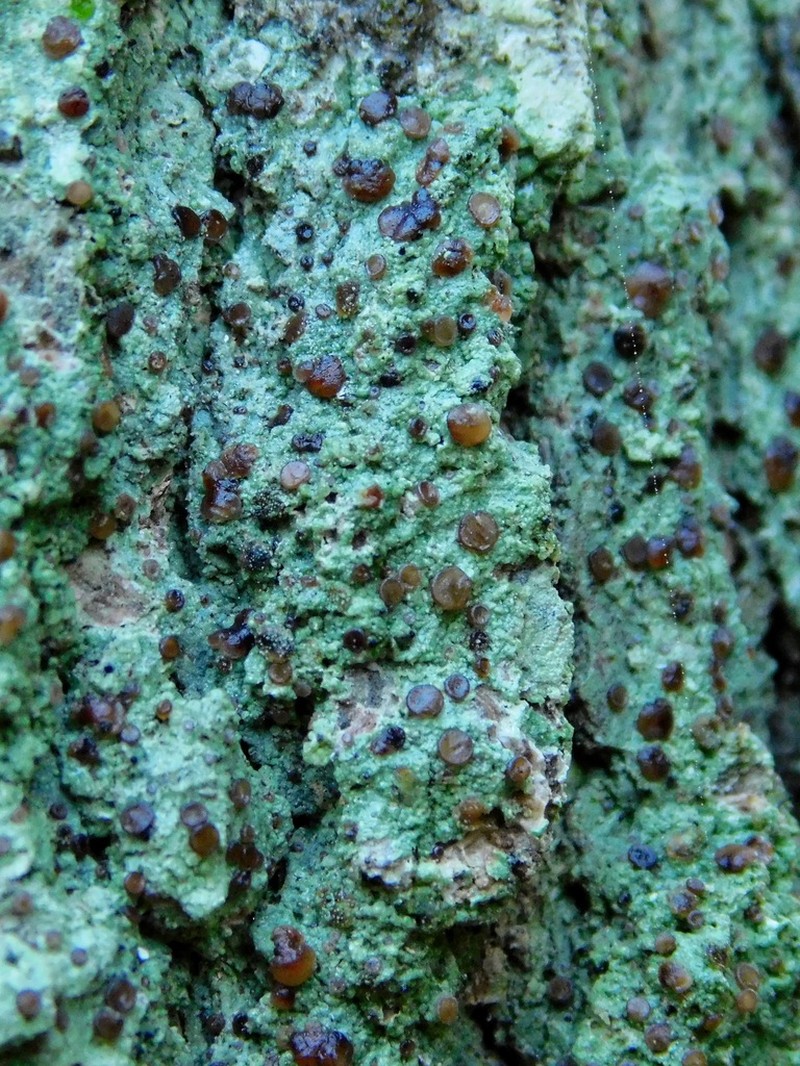 Bacidina inundata