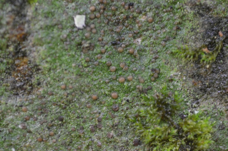 Bacidina inundata photo 2