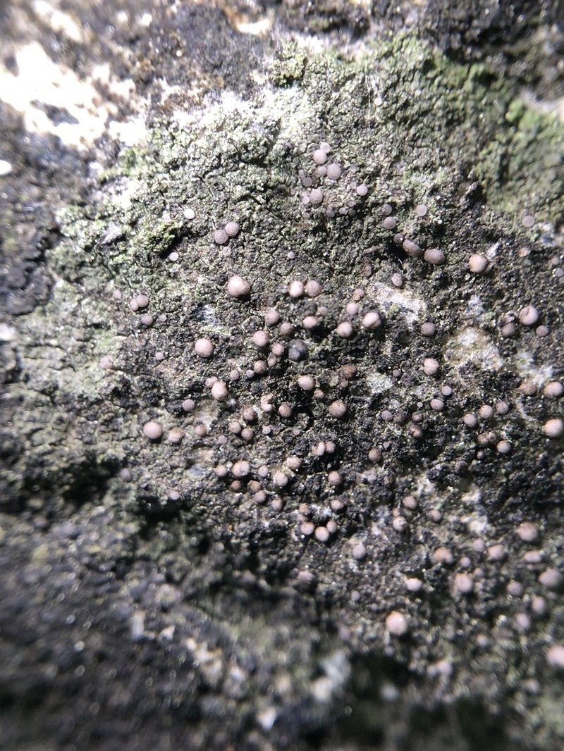 Bacidina inundata photo 3