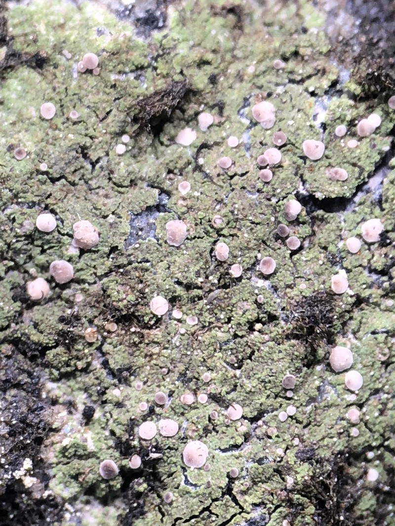 Bacidina inundata photo 5