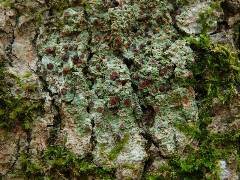 Bacidina inundata photo 6
