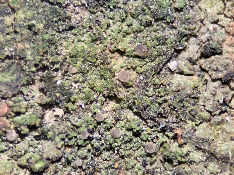 Bacidina inundata photo 7