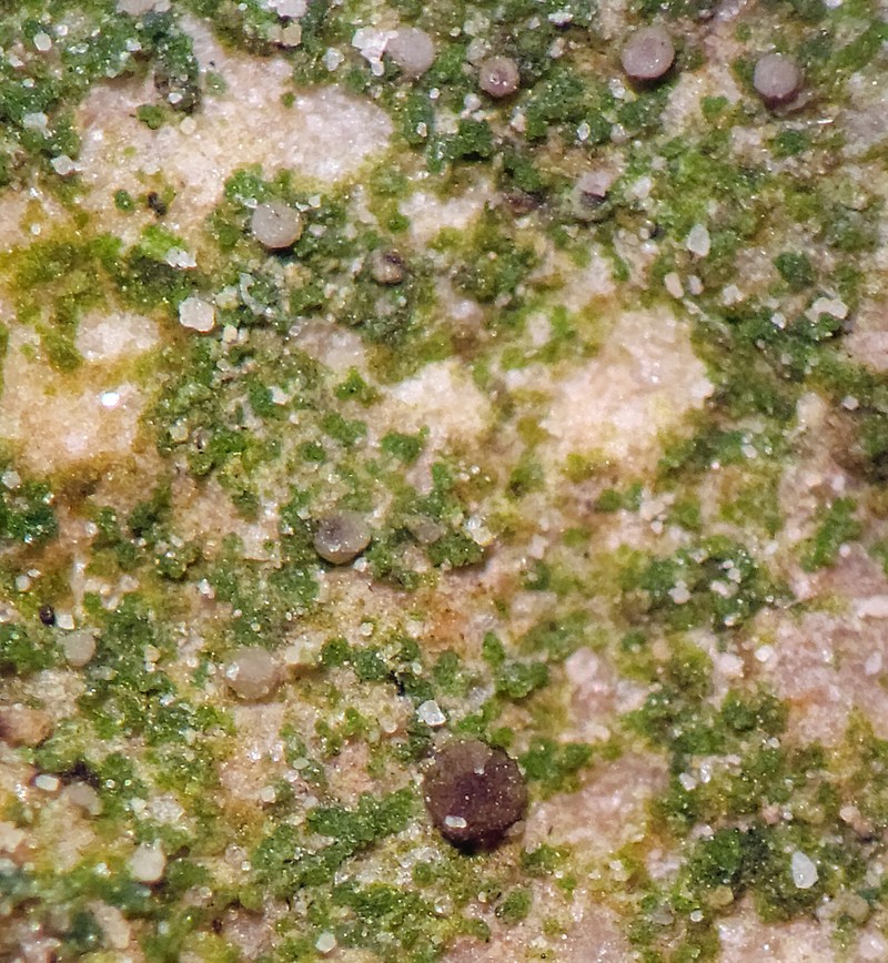 Bacidina inundata photo 8