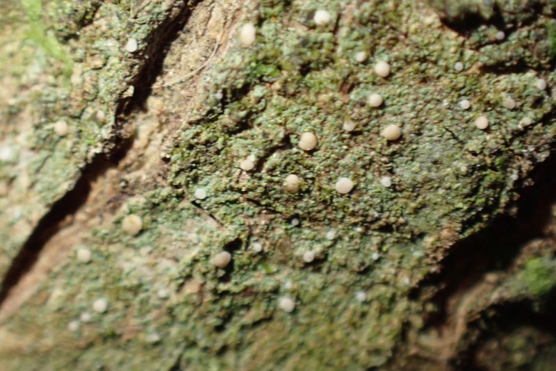 Bacidina phacodes
