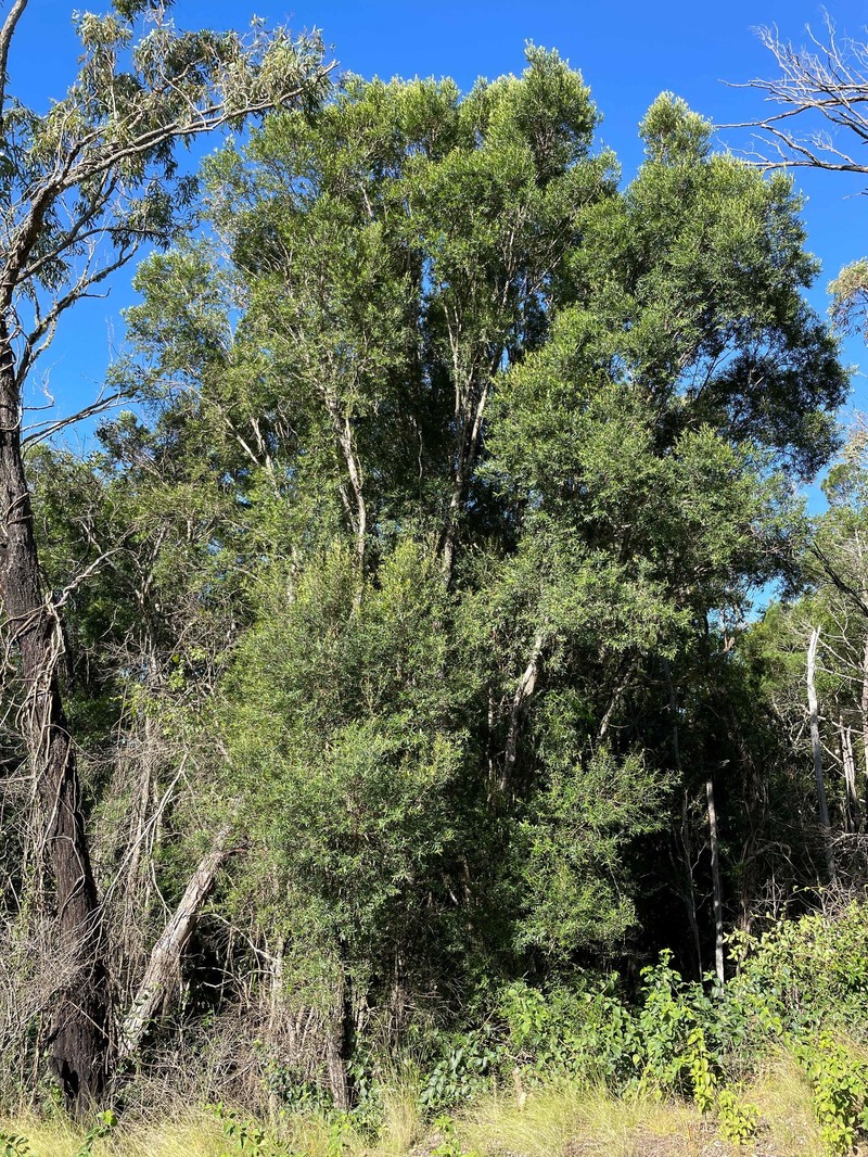 Backhousia angustifolia