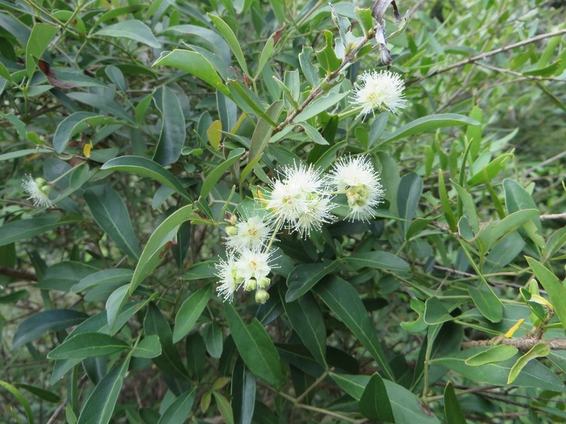 Backhousia angustifolia photo 2