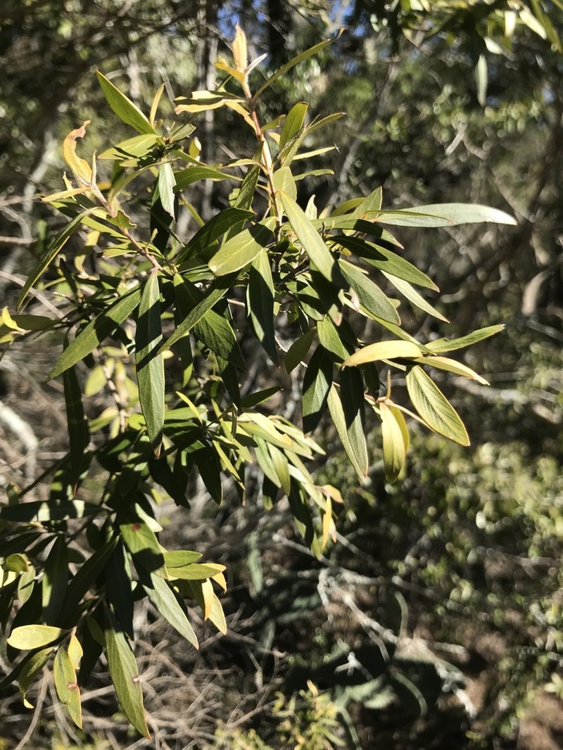 Backhousia angustifolia photo 3