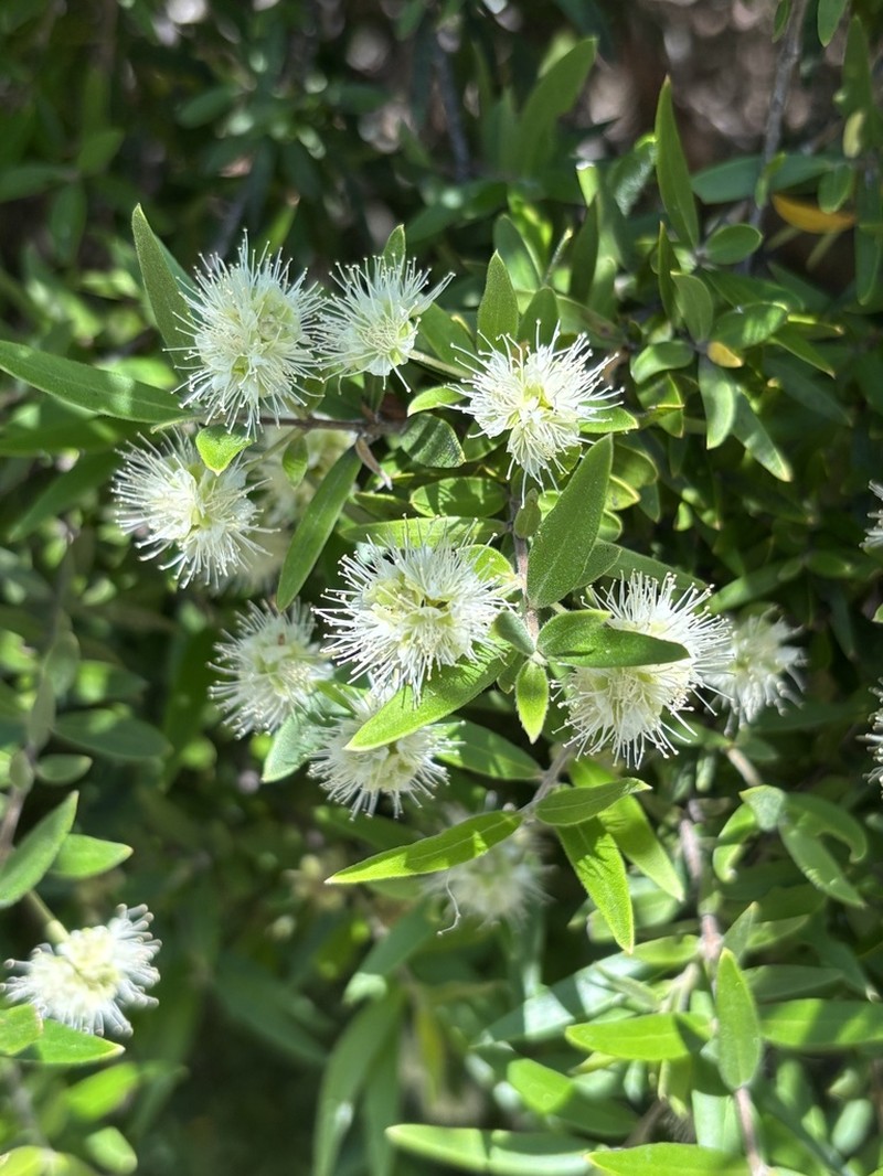 Backhousia angustifolia photo 4