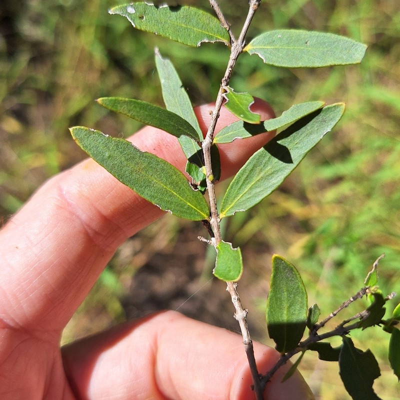 Backhousia angustifolia photo 5