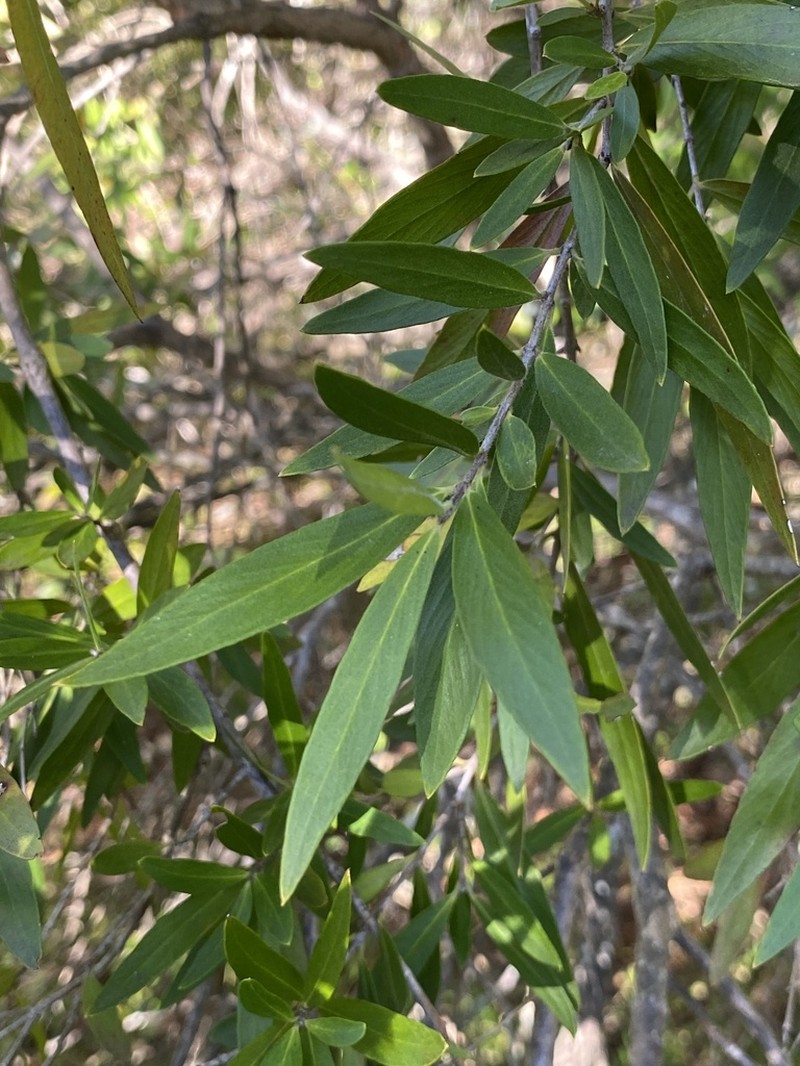 Backhousia angustifolia photo 6