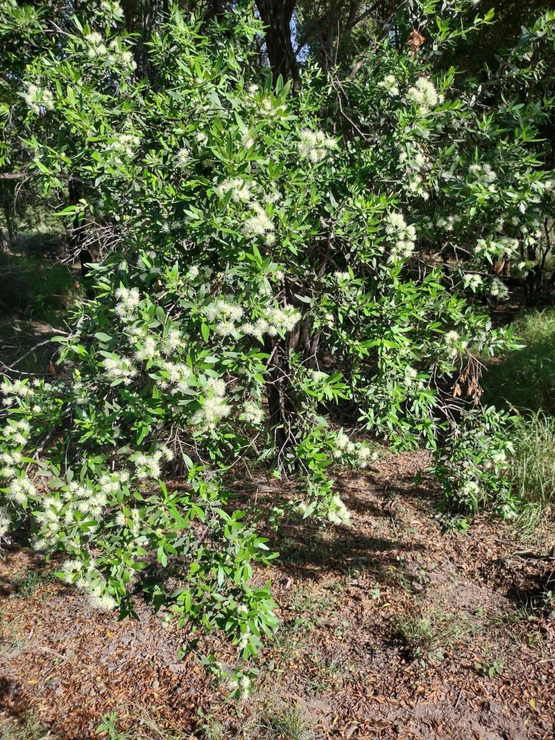 Backhousia angustifolia photo 7