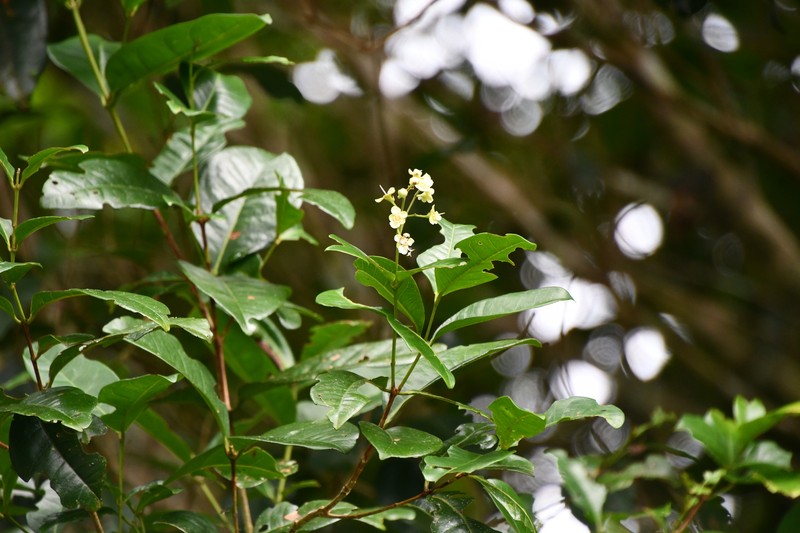 Backhousia bancroftii