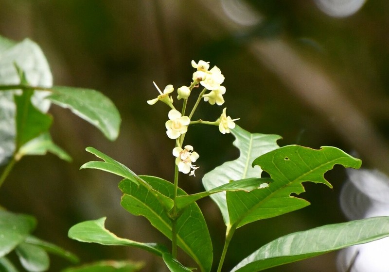 Backhousia bancroftii photo 2