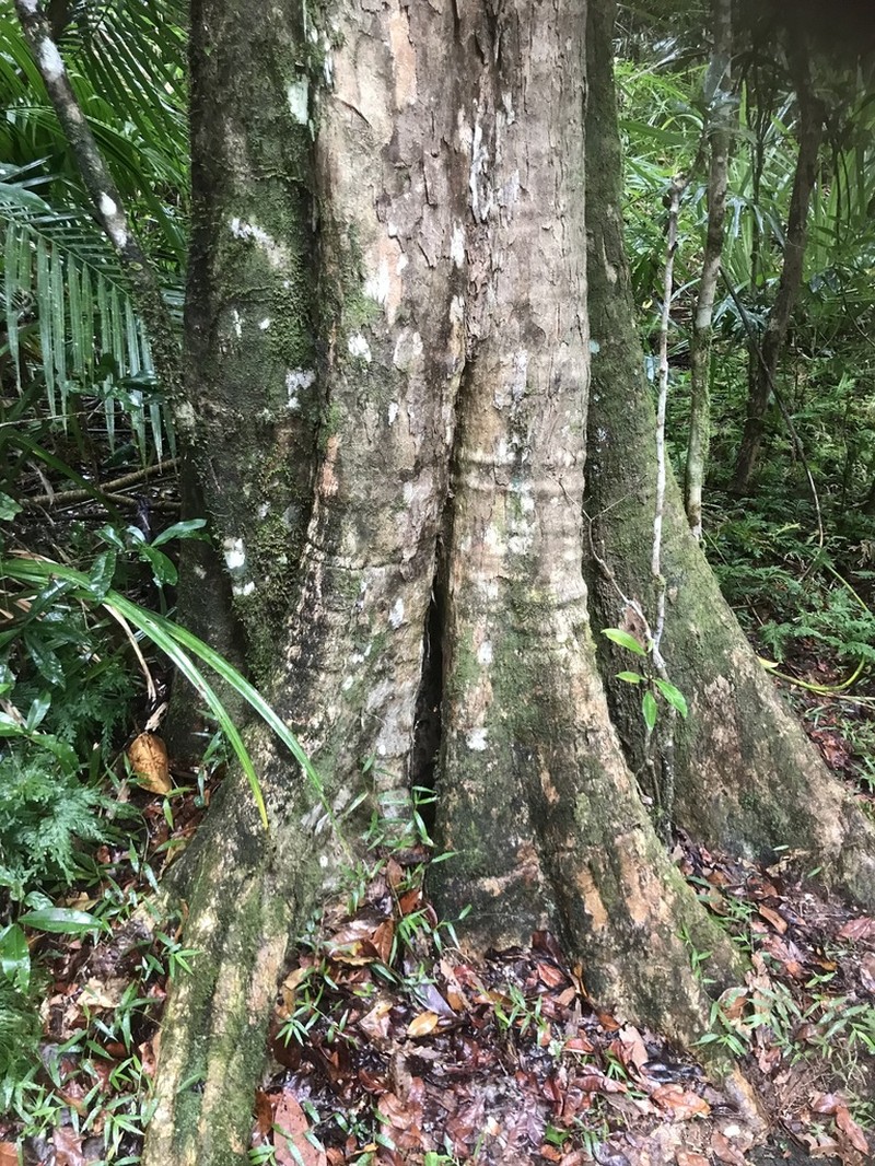 Backhousia bancroftii photo 3
