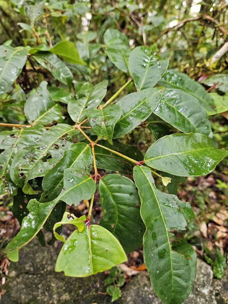 Backhousia bancroftii photo 5