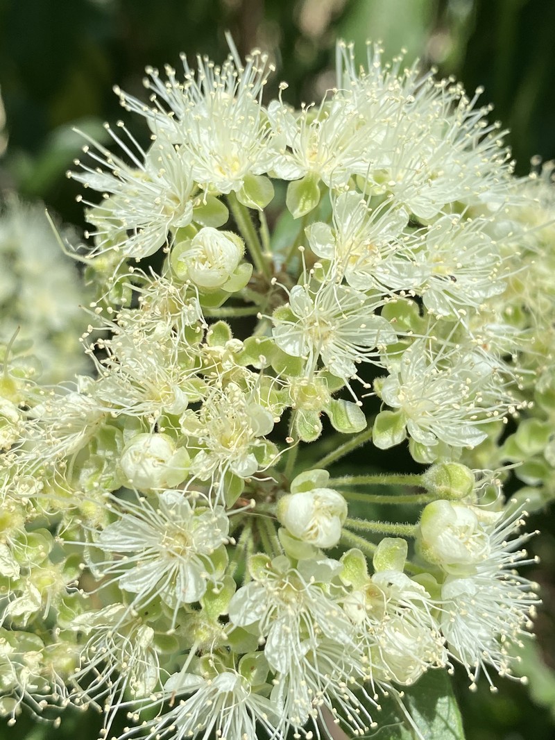 Backhousia citriodora photo 2