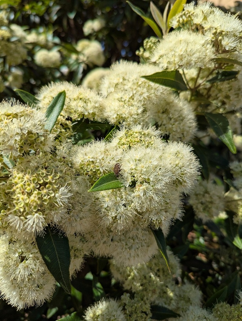 Backhousia citriodora photo 4