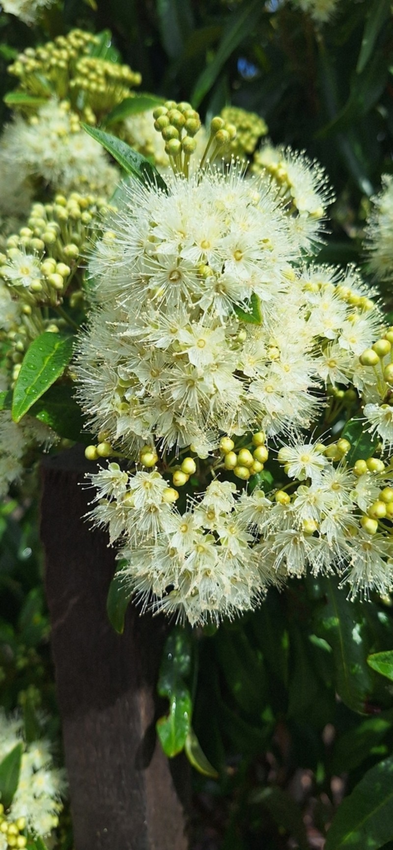 Backhousia citriodora photo 5