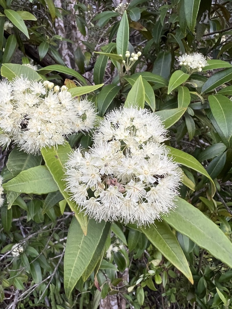 Backhousia citriodora photo 6