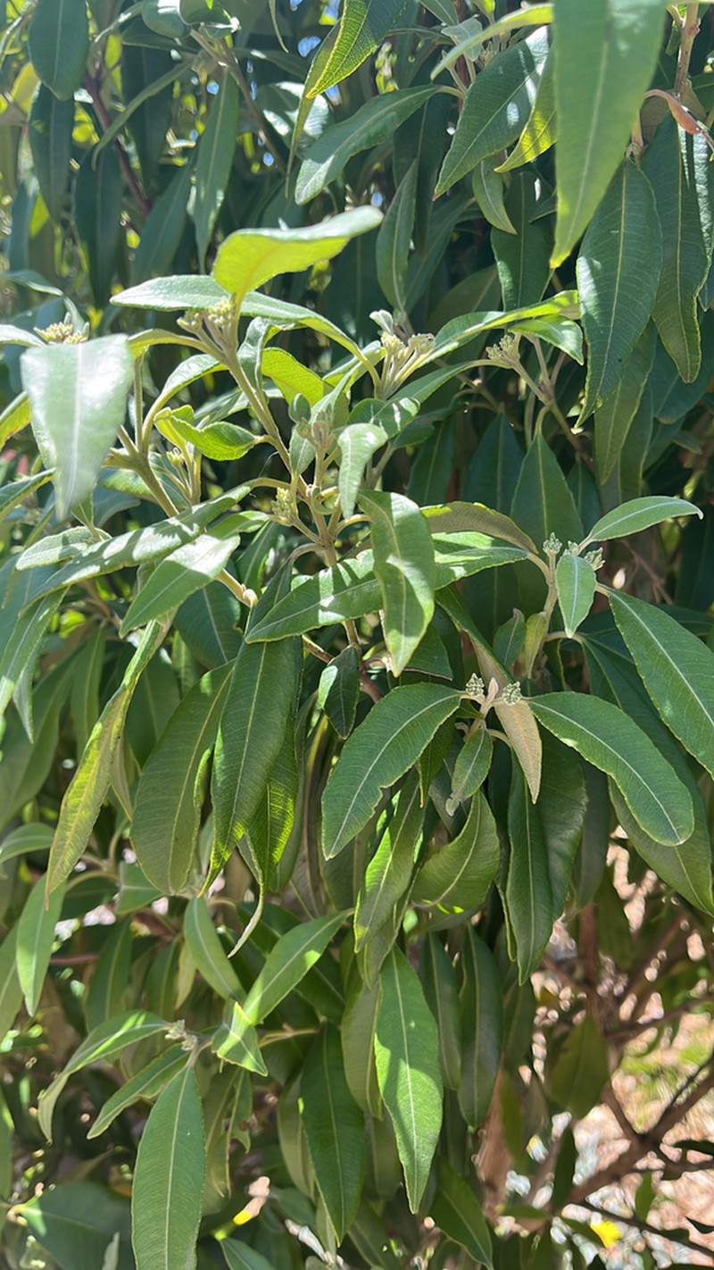 Backhousia citriodora photo 7
