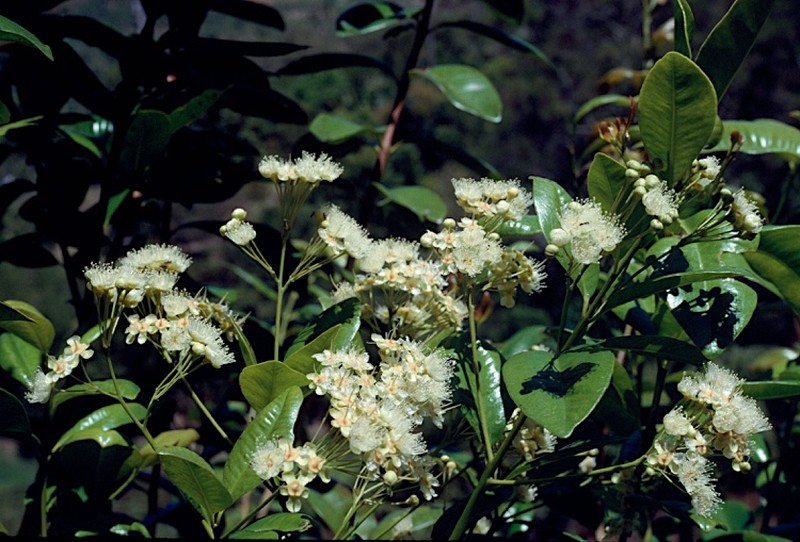 Backhousia hughesii
