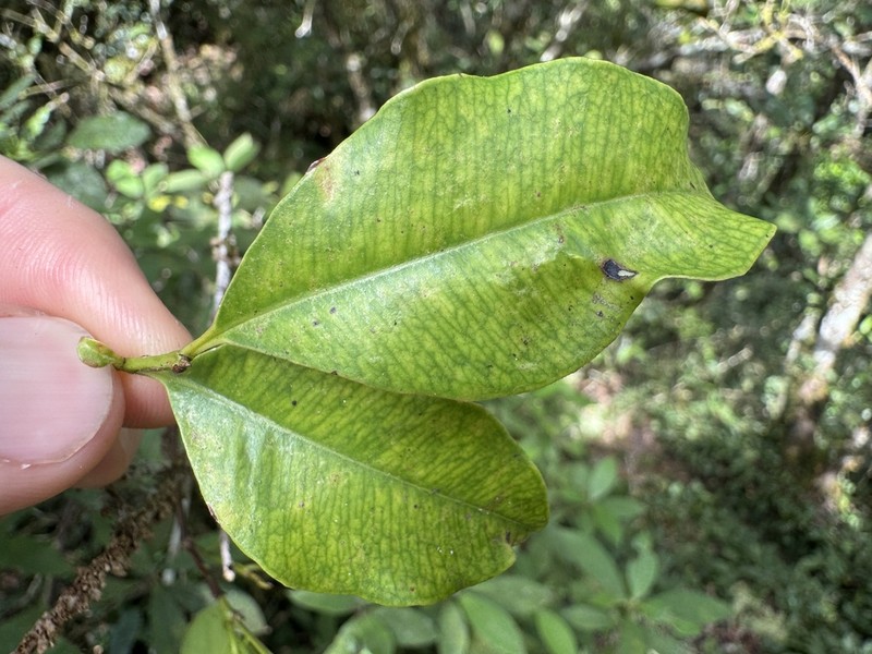 Backhousia hughesii photo 2