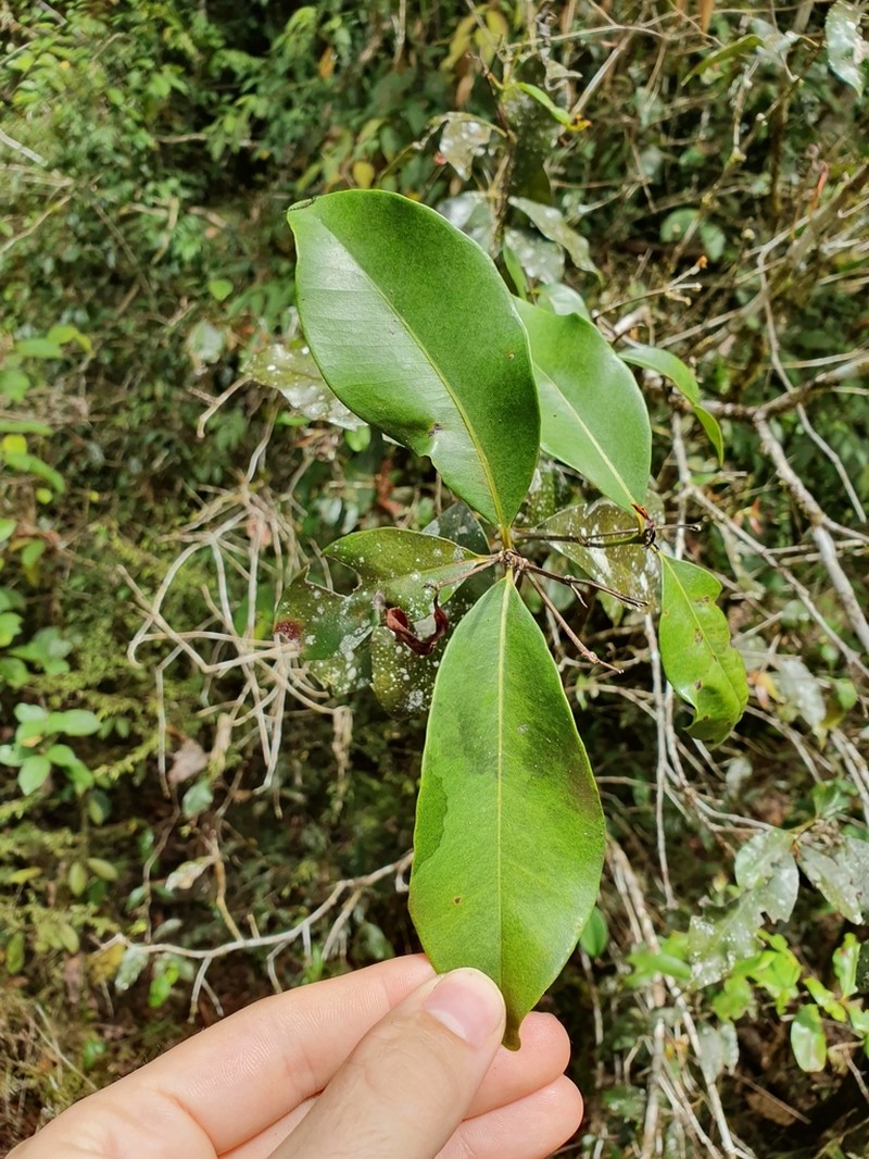 Backhousia hughesii photo 3