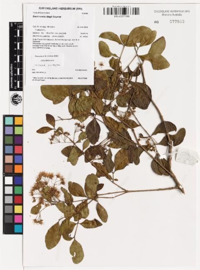 Backhousia kingii
