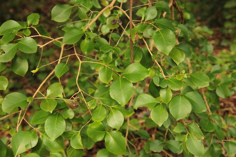 Backhousia kingii photo 3