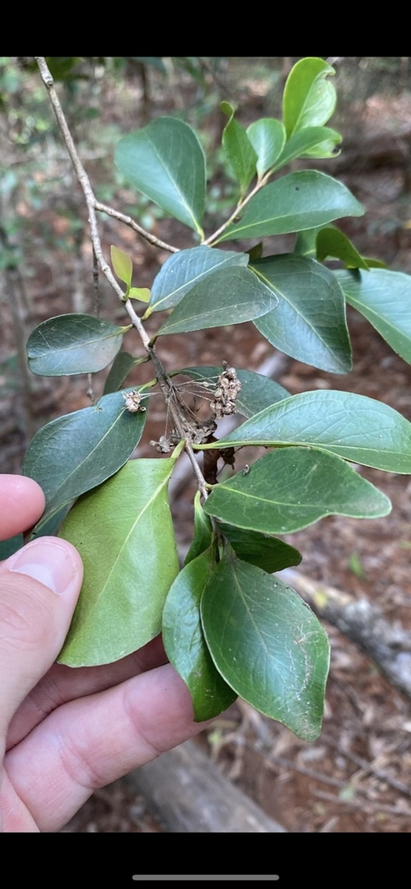 Backhousia kingii photo 4