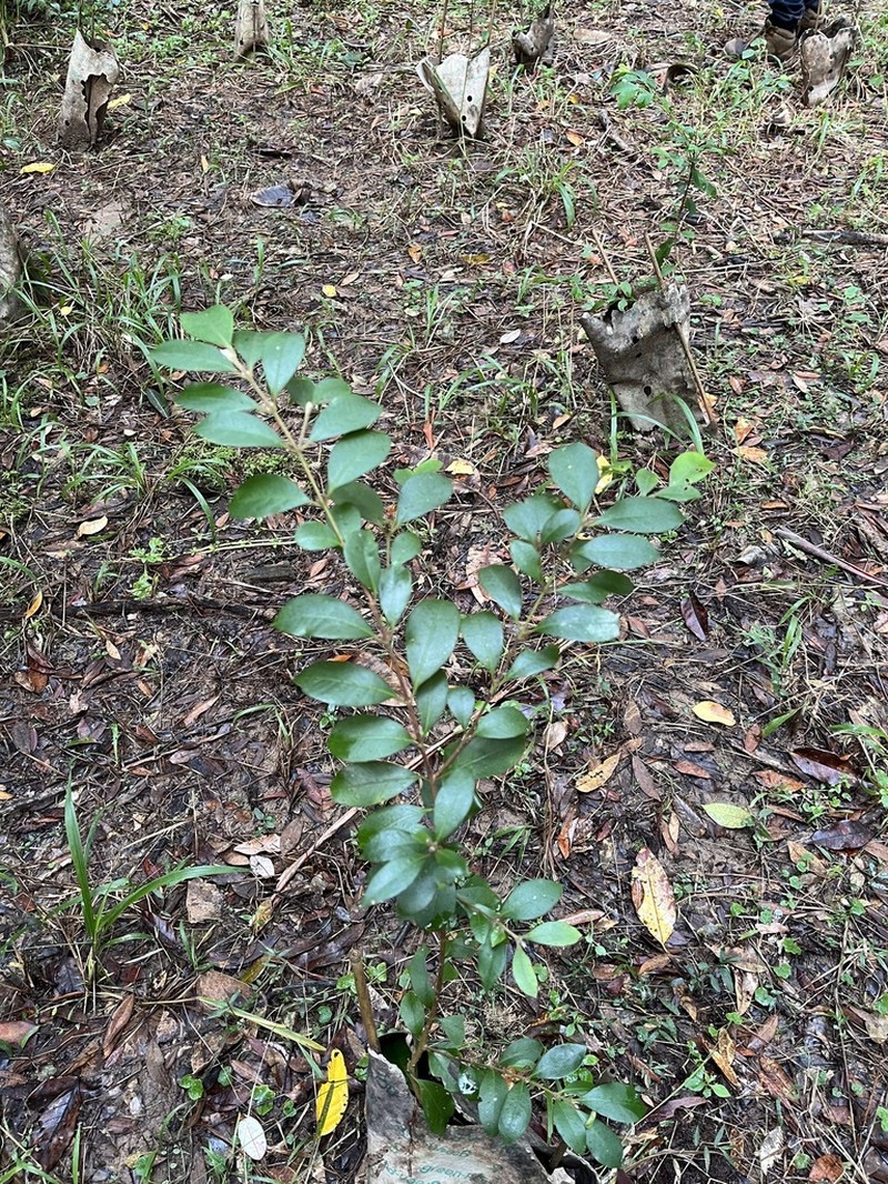 Backhousia myrtifolia
