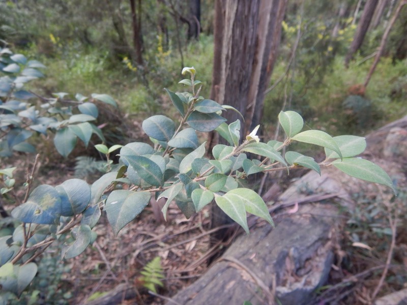 Backhousia myrtifolia photo 2