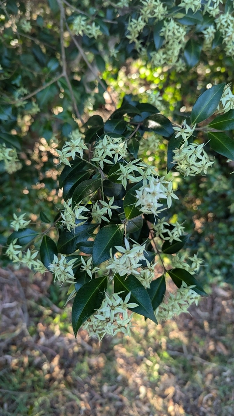 Backhousia myrtifolia photo 3