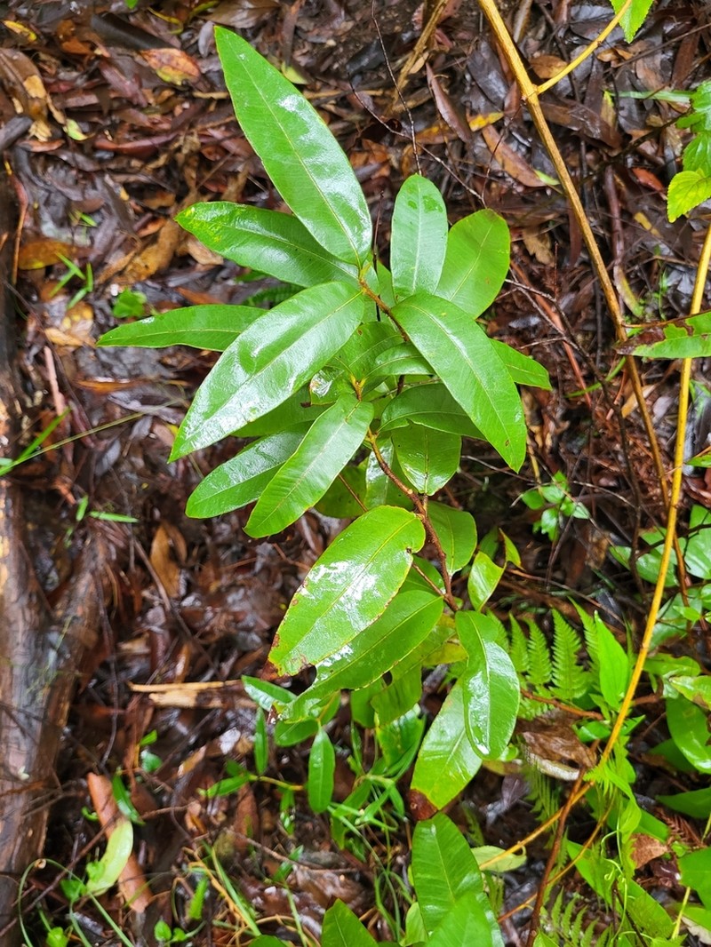 Backhousia myrtifolia photo 4