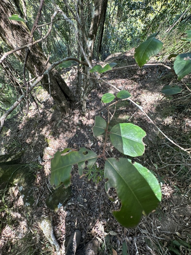 Backhousia myrtifolia photo 5